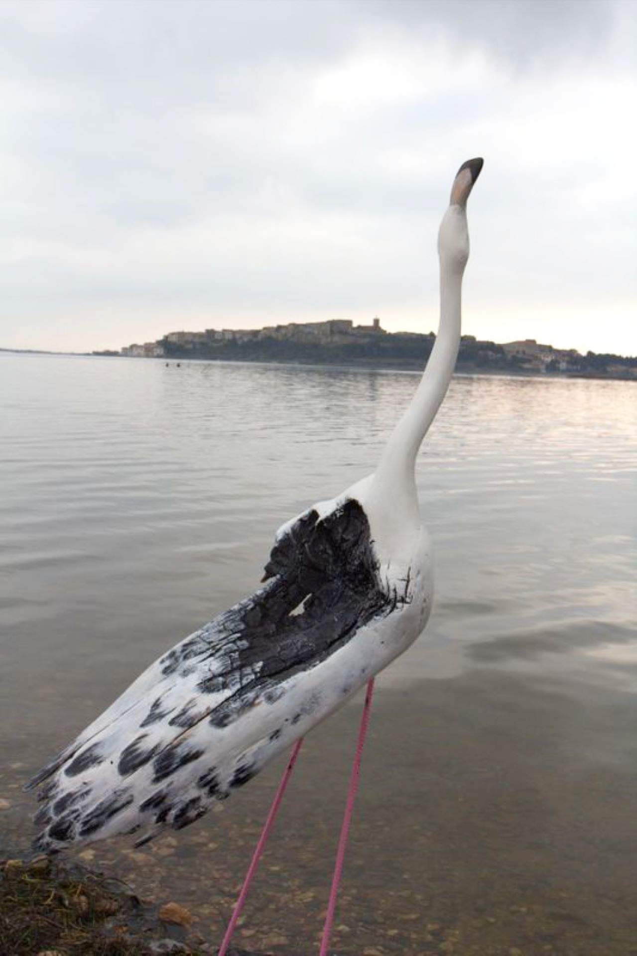 Un flamant noir et blanc